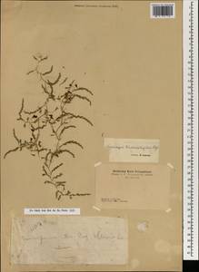 Спаржа, Монголия (MONG) (Монголия)