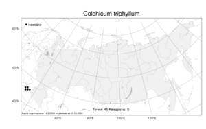 Colchicum triphyllum, Безвременник трехлистный Kunze, Атлас флоры России (FLORUS) (Россия)