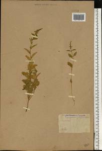 Lipandra polysperma (L.) S. Fuentes, Uotila & Borsch, Восточная Европа (без точных пунктов) (E0) (Неизвестно)
