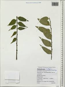Phyllanthus elegans Wall. ex Müll.Arg., Зарубежная Азия (ASIA) (Вьетнам)