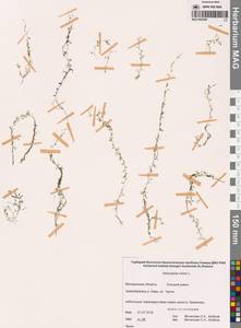 Пузырчатка малая L., Сибирь, Чукотка и Камчатка (S7) (Россия)