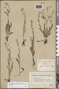 Myosotis alpestris subsp. suaveolens (Waldst. & Kit. ex Willd.) Strid, Восточная Европа, Средневолжский район (E8) (Россия)