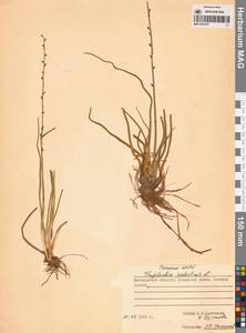 Триостренник болотный L., Сибирь, Чукотка и Камчатка (S7) (Россия)