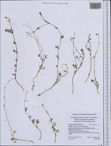 Petrorhagia illyrica subsp. haynaldiana (Janka) P. W. Ball & Heywood, Западная Европа (EUR) (Италия)