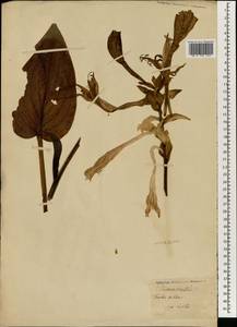 Hosta plantaginea (Lam.) Asch., Зарубежная Азия (ASIA) (Неизвестно)