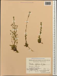 Draba thomasii W.D.J. Koch, Кавказ, Дагестан (K2) (Россия)