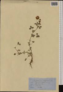 Trifolium hybridum subsp. elegans (Savi)Asch. & Graebn., Западная Европа (EUR) (Франция)