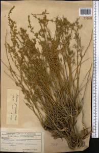 Полынь пятидольчатая Trautv., Средняя Азия и Казахстан, Прикаспийский Устюрт и Северное Приаралье (M8) (Казахстан)