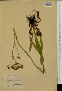 Ястребиночка зонтиковидная, Восточная Европа, Центральный лесостепной район (E6) (Россия)