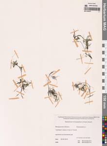 Лютик волосолистный, Шелковник волосолистный Chaix, Сибирь, Чукотка и Камчатка (S7) (Россия)