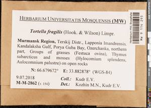 Tortella fragilis (Drumm.) Limpr., Гербарий мохообразных, Мхи - Карелия, Ленинградская и Мурманская области (B4) (Россия)
