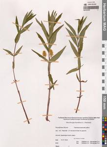 Вербейник кистецветный, Кизляк кистецветный L., Сибирь, Якутия (S5) (Россия)