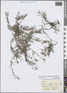 Braya humilis subsp. humilis, Средняя Азия и Казахстан, Северный и Центральный Тянь-Шань (M4) (Киргизия)