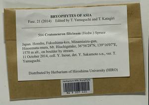 Cratoneuron filicinum (Hedw.) Spruce, Гербарий мохообразных, Мхи - Азия (вне границ бывшего СССР) (BAs) (Япония)