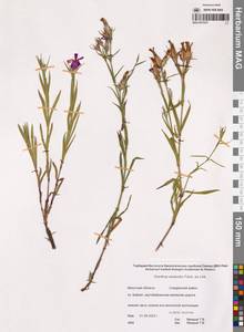 Гвоздика китайская L., Сибирь, Прибайкалье и Забайкалье (S4) (Россия)