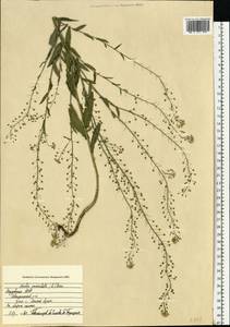 Неслия метельчатая (L.) Desv., Восточная Европа, Средневолжский район (E8) (Россия)