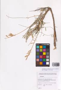Astragalus astrachanicus Sytin & Laktionov, Восточная Европа, Нижневолжский район (E9) (Россия)