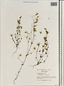 Lomatogonium forrestii (I. B. Balf.) Fern., Зарубежная Азия (ASIA) (КНР)