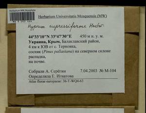 Hypnum cupressiforme Hedw., Гербарий мохообразных, Мхи - Крым (B3a) (Россия)