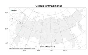 Crocus tommasinianus Herb., Атлас флоры России (FLORUS) (Россия)