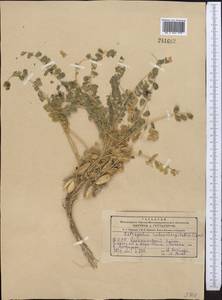 Astragalus rubromarginatus Czerniakowska, Средняя Азия и Казахстан, Копетдаг, Бадхыз, Малый и Большой Балхан (M1) (Туркмения)