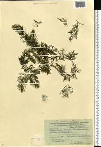 Роголистник крылатый, Восточная Европа, Волжско-Камский район (E7) (Россия)