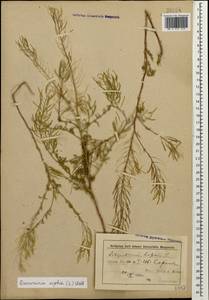 Дескурения Софии (L.) Webb ex Prantl, Кавказ, Азербайджан (K6) (Азербайджан)