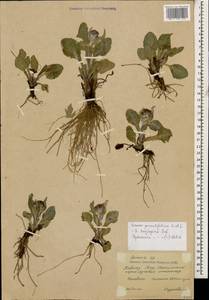 Tephroseris integrifolia subsp. primulifolia (Cufod.) Greuter, Кавказ, Южная Осетия (K4b) (Южная Осетия)