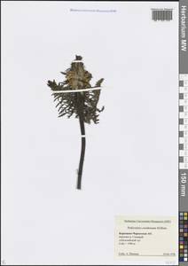 Мытник сжатый M.Bieb., Кавказ, Ставропольский край, Карачаево-Черкесия, Кабардино-Балкария (K1b) (Россия)