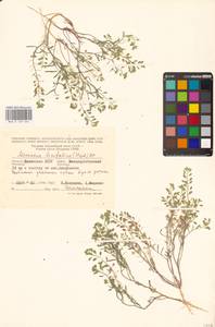 Плоскоплодник льнолистный (Stephan ex Willd.) DC., Восточная Европа, Нижневолжский район (E9) (Россия)