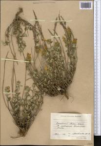 Scutellaria mesostegia Juz., Средняя Азия и Казахстан, Западный Тянь-Шань и Каратау (M3) (Киргизия)