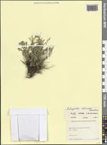 Астрагал Бушей Galushko, Кавказ, Дагестан (K2) (Россия)