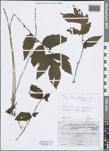 Таволга вязолистная (L.) Maxim., Восточная Европа, Московская область и Москва (E4a) (Россия)