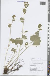 Манжетка дубравная Alechin, Восточная Европа, Центральный район (E4) (Россия)