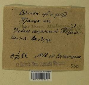 Abietinella abietina (Hedw.) M. Fleisch., Гербарий мохообразных, Мхи - Пермский край, Удмуртия, Свердловская и Кировская области (B8) (Россия)
