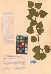 Betula pendula subsp. mandshurica (Regel) Ashburner & McAll., Сибирь, Дальний Восток (S6) (Россия)