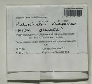 Entosthodon hungaricus (Boros) Loeske, Гербарий мохообразных, Мхи - Северный Кавказ и Предкавказье (B12) (Россия)