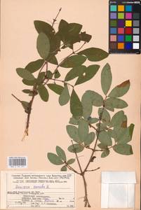 Жимолость голубая L., Восточная Европа, Северный район (E1) (Россия)