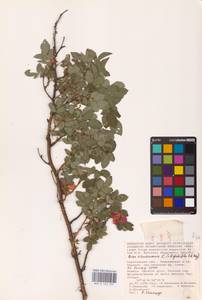 Шиповник майский Herrm., Восточная Европа, Нижневолжский район (E9) (Россия)