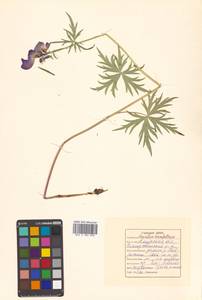 Aconitum karafutense subsp. karafutense, Сибирь, Дальний Восток (S6) (Россия)