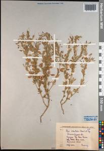 Vicia orientalis (Boiss.) Bég. & Diratz., Средняя Азия и Казахстан, Западный Тянь-Шань и Каратау (M3) (Киргизия)