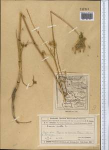 Морковь обыкновенная, Морковь дикая L., Средняя Азия и Казахстан, Джунгарский Алатау и Тарбагатай (M5) (Казахстан)