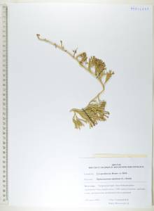 Дифазиаструм альпийский (L.) Holub, Сибирь, Дальний Восток (S6) (Россия)