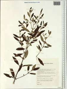 Rutaceae, Австралия и Океания (AUSTR) (Австралия)