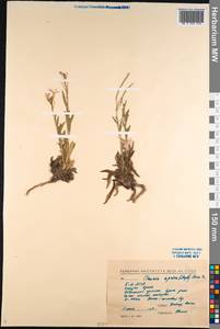 Клаусия солнцепечная (Stephan ex Willd.) Korn.-Trotzky, Сибирь, Прибайкалье и Забайкалье (S4) (Россия)