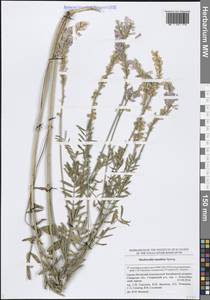 Эспарцет песчаный, Восточная Европа, Средневолжский район (E8) (Россия)