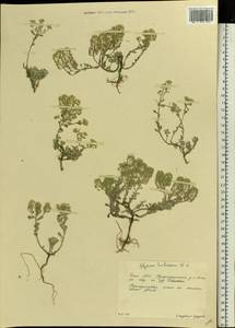 Odontarrhena tortuosa subsp. tortuosa, Восточная Европа, Восточный район (E10) (Россия)