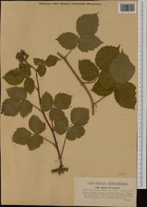 Rubus fossicola, Западная Европа (EUR) (Венгрия)