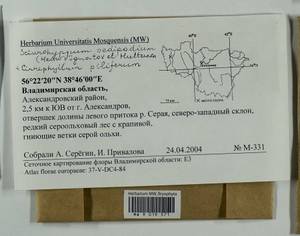 Cirriphyllum piliferum (Hedw.) Grout, Гербарий мохообразных, Мхи - Центральное Нечерноземье (B6) (Россия)