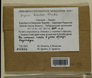 Gemmabryum dichotomum (Hedw.) J.R. Spence & H.P. Ramsay, Гербарий мохообразных, Мхи - Северный Кавказ и Предкавказье (B12) (Россия)